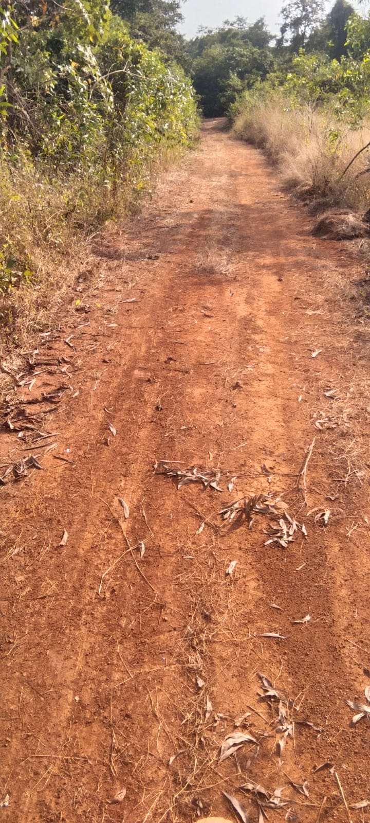 ग्रामपंचायतच्या माध्यमातून रस्ते साफसफाई करण्यात आली (4)