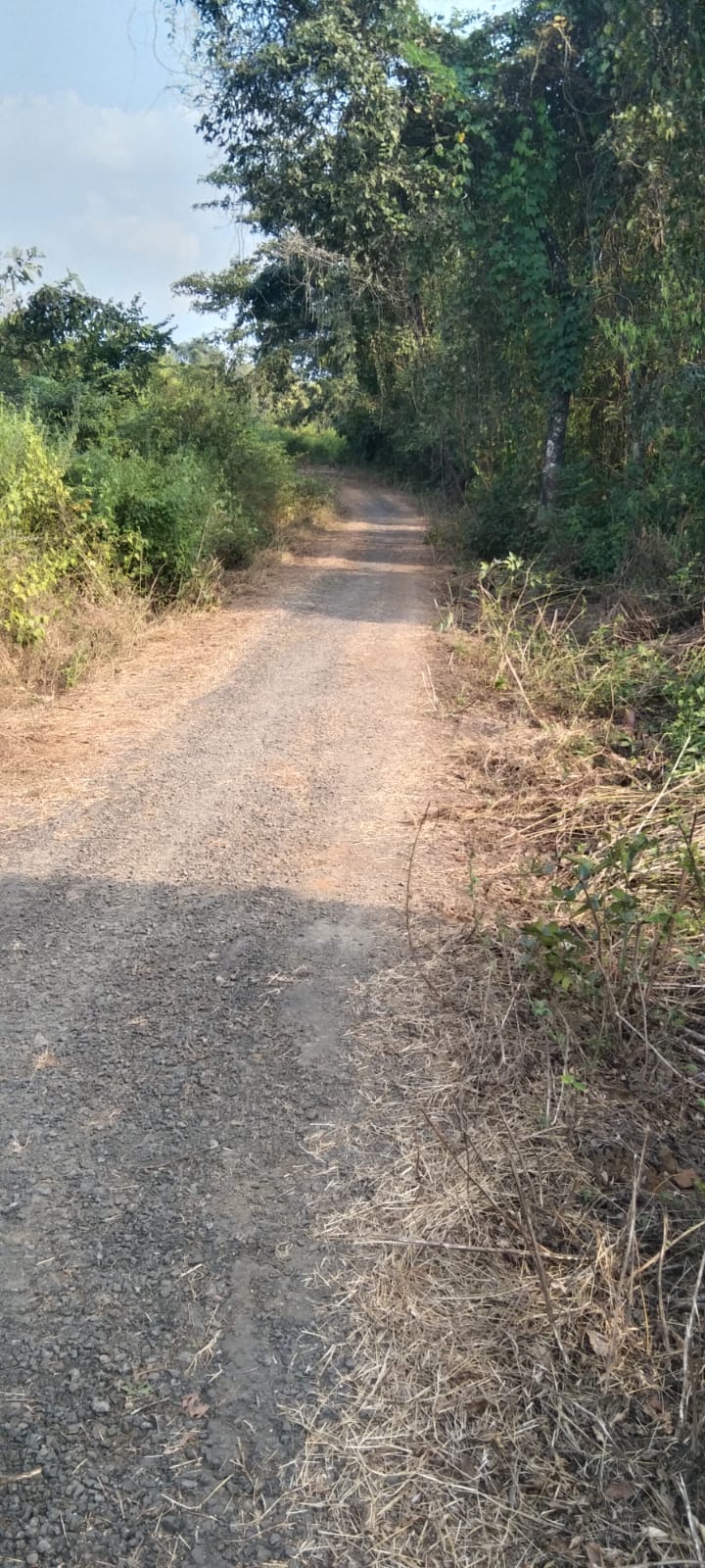 ग्रामपंचायतच्या माध्यमातून रस्ते साफसफाई करण्यात आली (5)